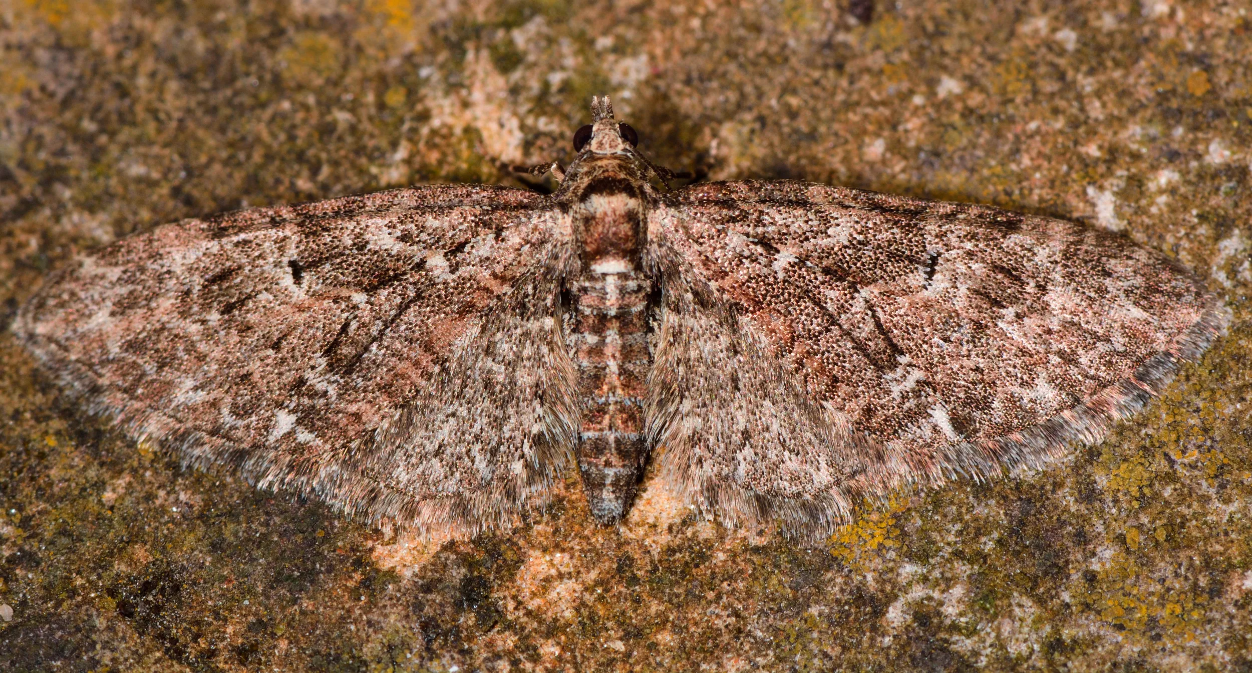 The early emerging Brindled Pug moth, camouflaged against its background. 